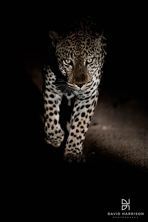 DHP-Safari-Prints-3518