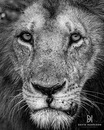 DHP-Safari-Prints-7653