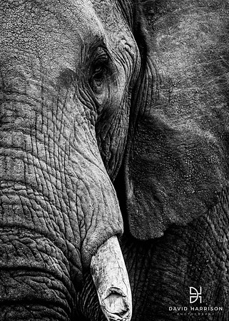 DHP-Safari-Prints-3029