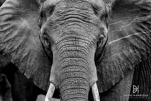 DHP-Safari-Prints-Awardwinner