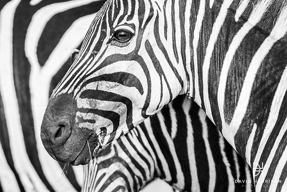 DHP-Safari-Prints-0561