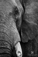DHP-Elephant-Print-Image-3029