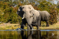 DHP-Elephant-Print-Image-5775