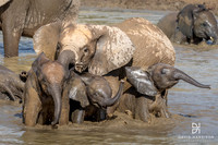 DHP-Elephant-Print-Image-1642