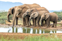 DHP-Elephant-Print-Image-3588
