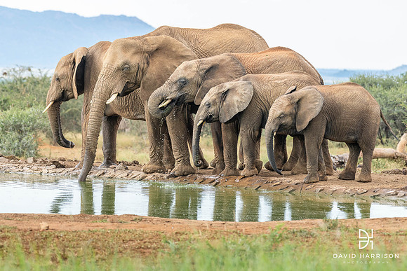 DHP-Elephant-Print-Image-3588