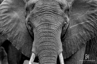 DHP-Elephant-Print-Image-1790