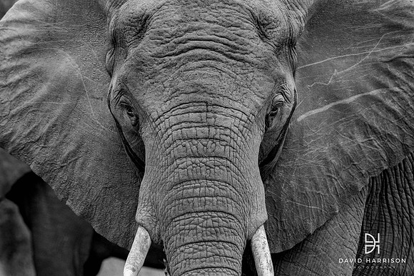DHP-Elephant-Print-Image-1790