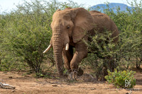 AFRICAN ELEPHANTS
