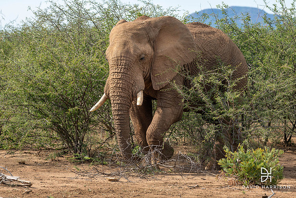 DHP-Elephant-Print-Image-0160
