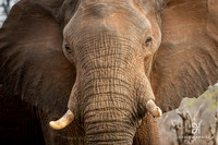 DHP-Elephant-Print-Image-5942