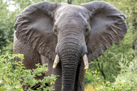 DHP-Elephant-Print-Image-7200