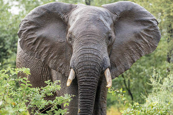 DHP-Elephant-Print-Image-7200