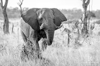 DHP-Elephant-Print-Image-7600