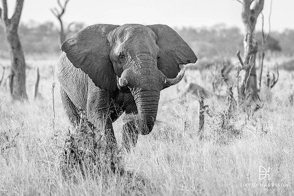 DHP-Elephant-Print-Image-7600