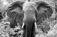 DHP-Elephant-Print-Image-7200-M
