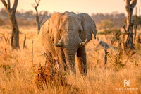 DHP-Elephant-Print-Image-7618