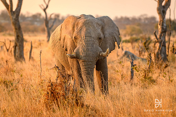 DHP-Elephant-Print-Image-7618
