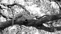 DHP-Safari-Prints-3697