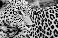 DHP-Safari-Prints-2782