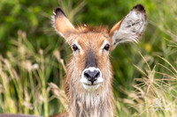 DHP-African-Safari-Adventures-1361