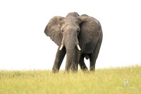 DHP-African-Safari-Adventures-2981