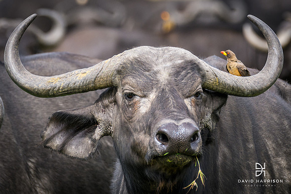 DHP-African-Safari-Adventures-3440