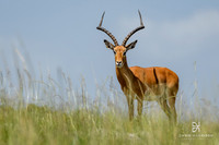 DHP-African-Safari-Adventures-2386