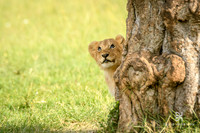 DHP-African-Safari-Adventures-6506