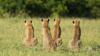 DHP-African-Safari-Adventures-2
