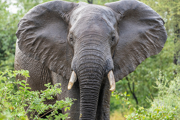 DHP-African-Safari-Adventures-7200