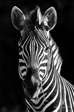DHP-African-Safari-Adventures-4260