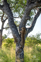DHP-African-Safari-Adventures-6150