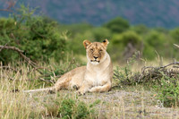 DHP-African-Safari-Adventures-9882