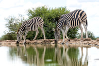 DHP-African-Safari-Adventures-2611
