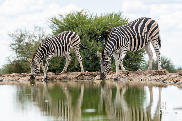 DHP-African-Safari-Adventures-2611