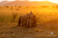 DHP-African-Safari-Adventures-1038