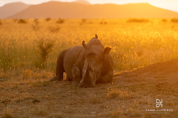 DHP-African-Safari-Adventures-1038