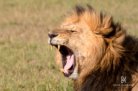 DHP-African-Safari-Adventures-8393