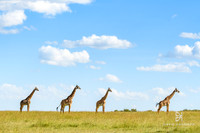 DHP-African-Safari-Adventures-9897