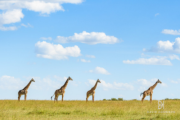 DHP-African-Safari-Adventures-9897