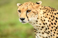 DHP-African-Safari-Adventures-2969