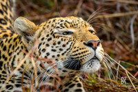 DHP-African-Safari-Adventures-2746