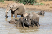 DHP-African-Safari-Adventures-1639