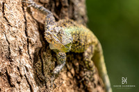 DHP-African-Safari-Adventures-2367