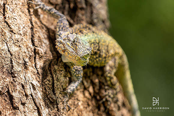 DHP-African-Safari-Adventures-2367
