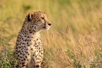 DHP-African-Safari-Adventures-1217