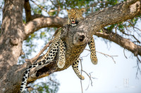 DHP-African-Safari-Adventures-6582