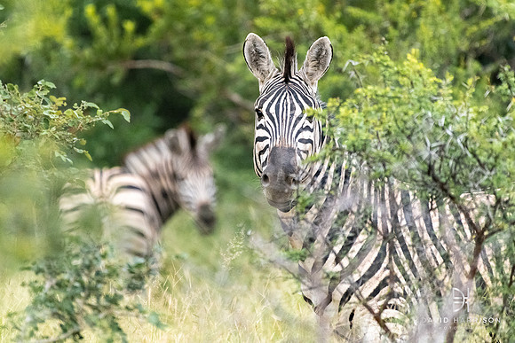 DHP-African-Safari-Adventures-5423