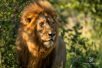 DHP-African-Safari-Adventures-5548
